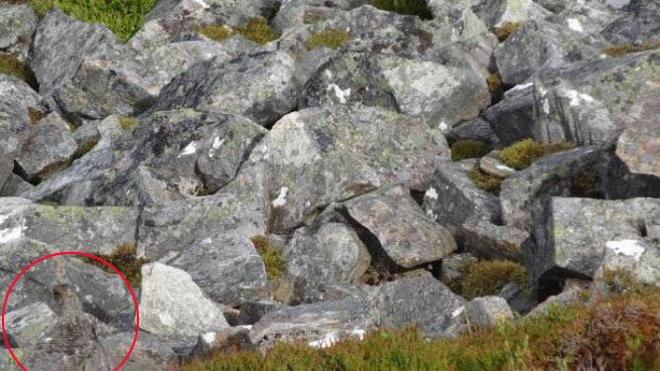 Solución | ¿Puedes encontrar al pájaro camuflado entre las rocas?