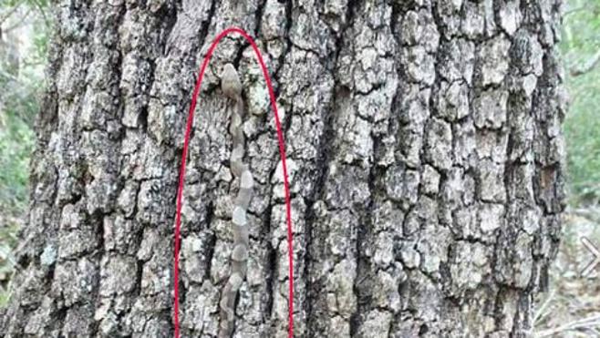 Solución | ¿Qué peligroso animal se esconde en el tronco del árbol?