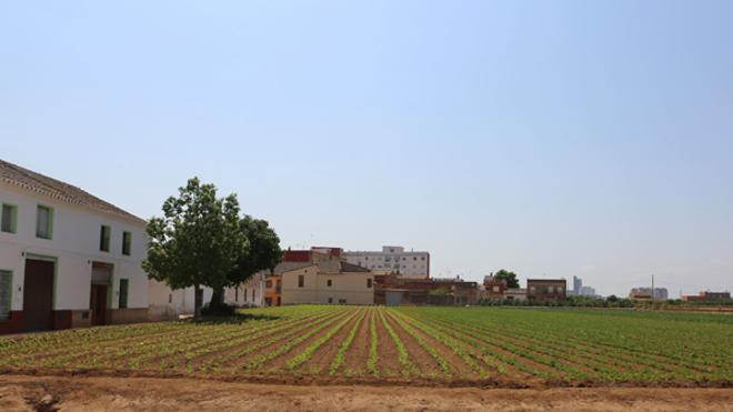 El Consell blinda 11.600 hectáreas de huerta de 42 municipios valencianos