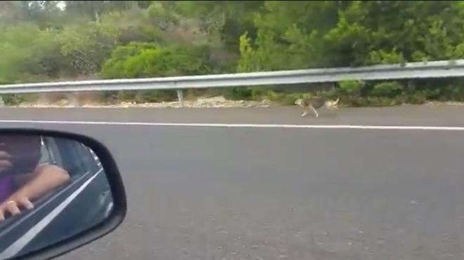 La triste historia de un perro abandonado que corre persiguiendo a sus dueños