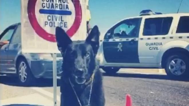 La Guardia Civil rinde homenaje a Milo, un perro detector de explosivos
