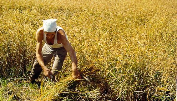 Las plagas han incrementado un 10% el coste de producir el arroz en Valencia