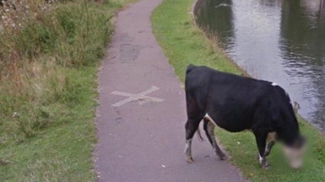 ¿Por qué Google Maps pixela la cara de las vacas?