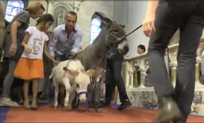 Pintoresca bendición de animales en una iglesia de Niza