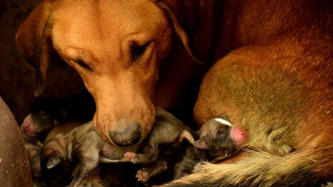 #DiaMundialdelosAnimales: las redes sociales claman contra el maltrato animal