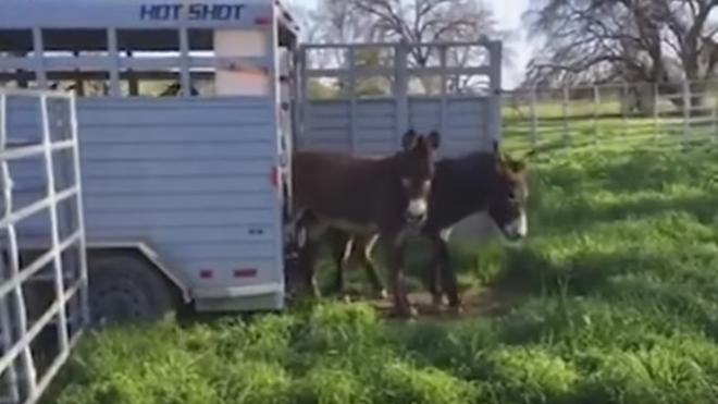 La insólita reacción de dos burros al ver césped por primera vez