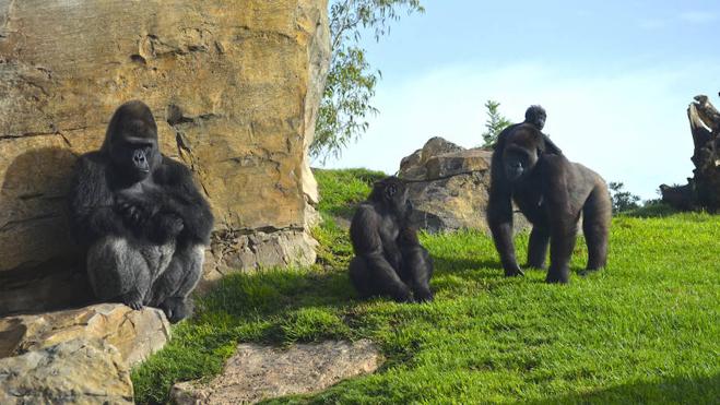 El pequeño gorila nacido en agosto en Bioparc es una hembra
