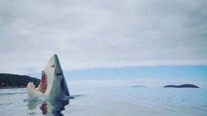 La graciosa imagen de un tiburón que esconde una gran historia