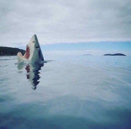 La graciosa imagen de un tiburón que esconde una gran historia