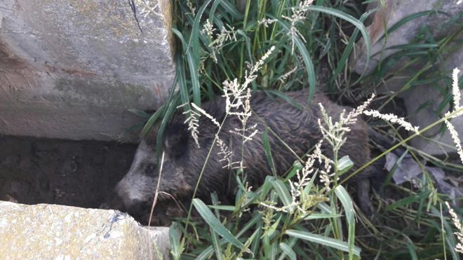 Rescatado un jabalí herido de gravedad junto al ecoparque de Valencia