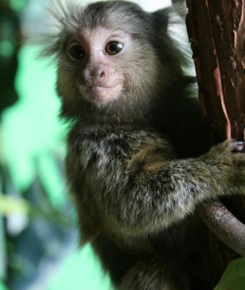 Rescatan a 20 monos en una operación contra el tráfico de especies protegidas