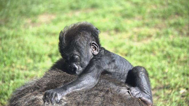 La bebé gorila nacida en el Bioparc cumple 2 meses