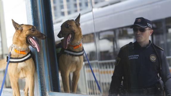 Condenada a 8 meses de cárcel por intentar matar a su perro