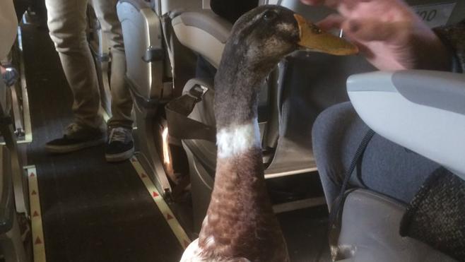 Daniel, el pato más humano del mundo