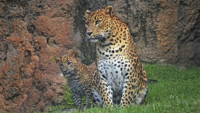 Primer día del cachorro de leopardo a la vista del público en el Bioparc