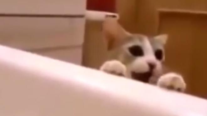 Un gato intenta salvar a su dueña al creer que se ahoga