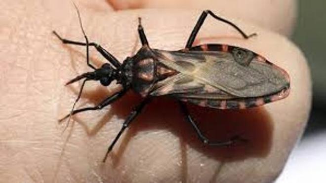 Si encuentras este insecto en casa, corre al médico