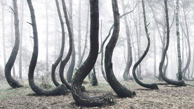 El curioso bosque torcido de Polonia, un misterio todavía sin resolver