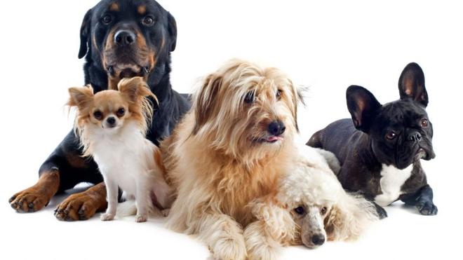 5 curiosidades de los perros que quizá desconocías
