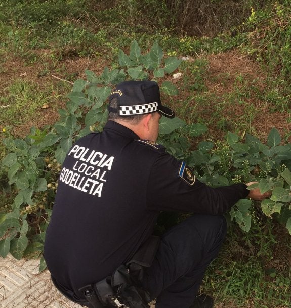 Hallan varias plantas de burundanga en la urbanización de Calicanto