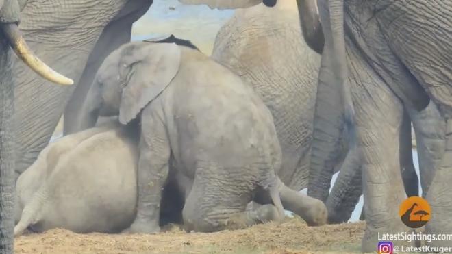 El divertido juego entre dos crías de elefante que conmueve las redes