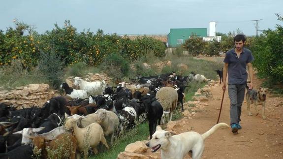 Juan, un joven valenciano que dedica su vida a pastorear ganado