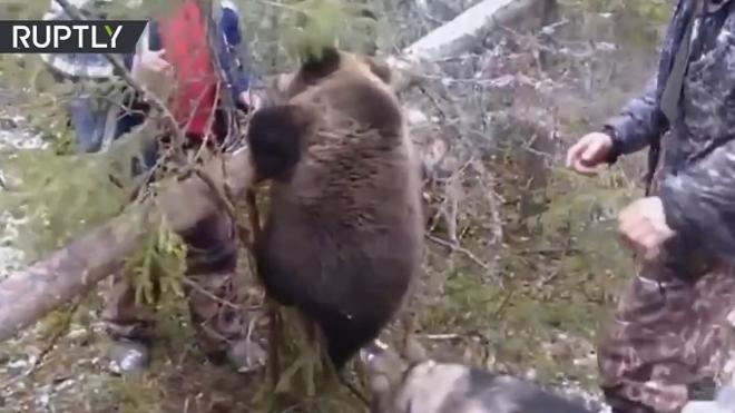 El duro trabajo de salvar a un osezno atrapado en una trampa