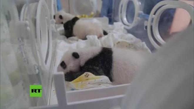 La reacción de dos osos panda gemelos que se ven por primera vez