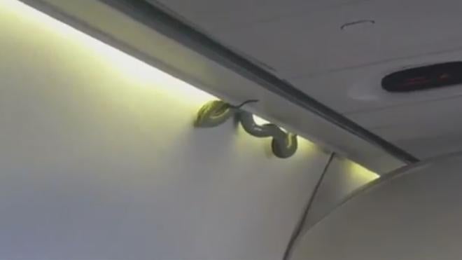 Una serpiente siembra el pánico en un vuelo