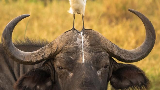 Así son las imágenes del mundo animal más graciosas de 2016