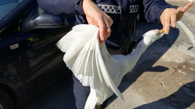 Rescatan una garza de un vallado eléctrico de una obra en Valencia