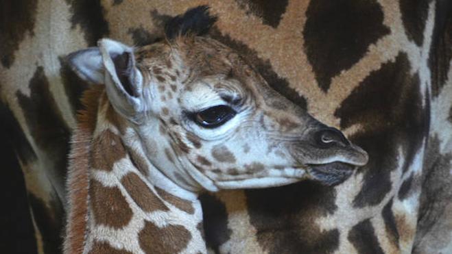 Nace una jirafa en Bioparc Valencia de una subespecie en grave peligro de extinción