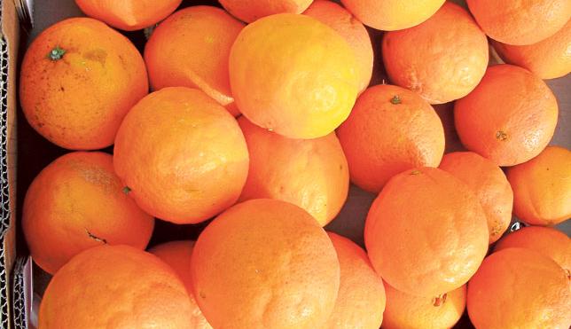 Otro año de naranjas con 'clareta'