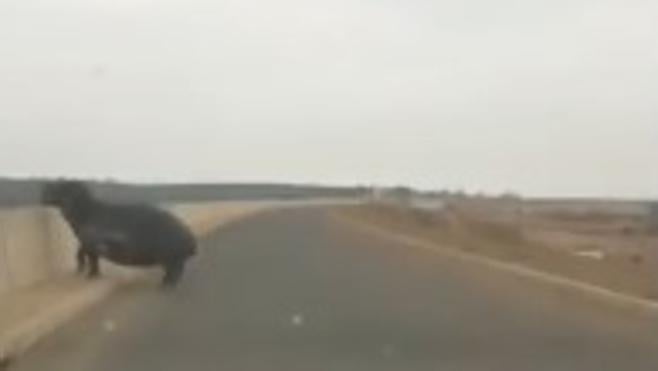Así es el ataque de un hipopótamo salvaje