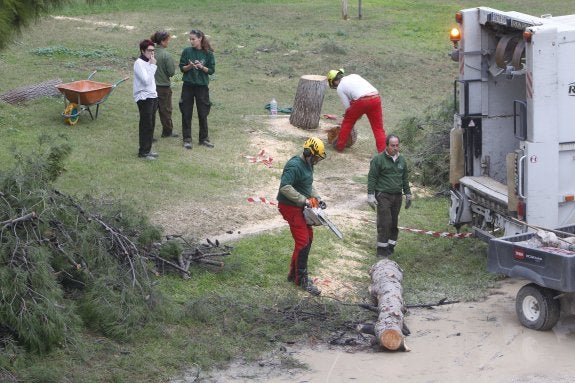 Talan una decena de árboles en el viejo cauce por riesgo de caída tras las lluvias