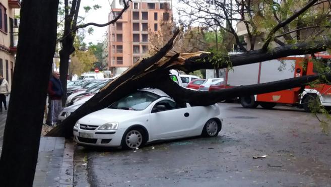Caída de árboles por la lluvia y el viento en Valencia