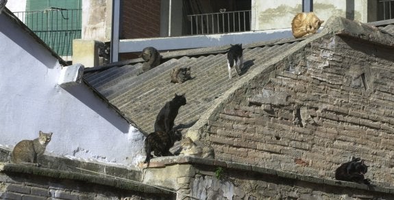 Más de mil colonias de gatos silvestres callejean sin control de la Administración