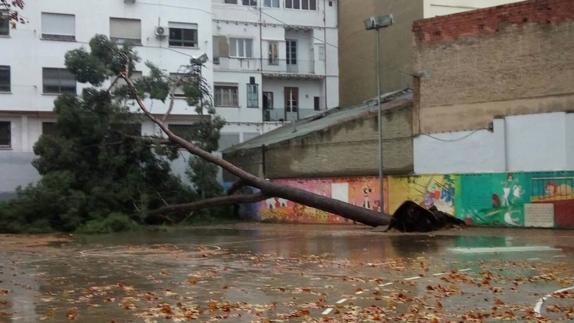 Un árbol caído en el Lluís Vives y otras incidencias en colegios de Valencia