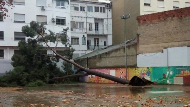 Un árbol caído en el Lluís Vives y otras incidencias en colegios de Valencia