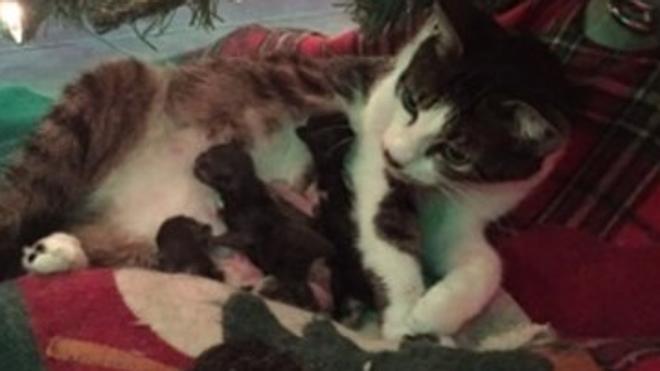 Descubre que su gata ha dado a luz bajo el árbol de Navidad