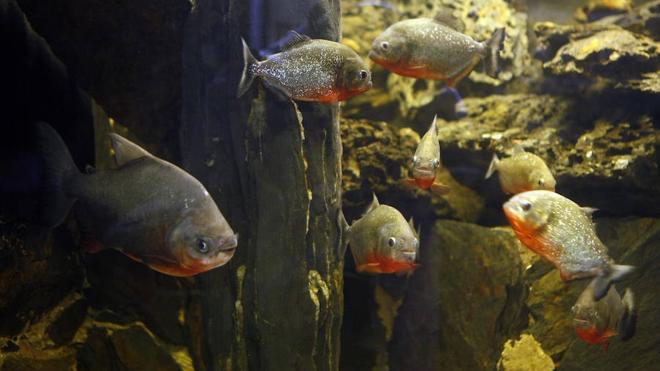 ¿Cuántos peces quedan en la pecera?