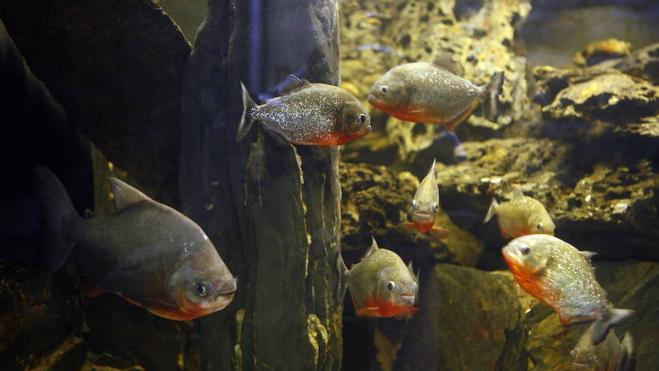 Solución | ¿Cuántos peces quedan en la pecera?