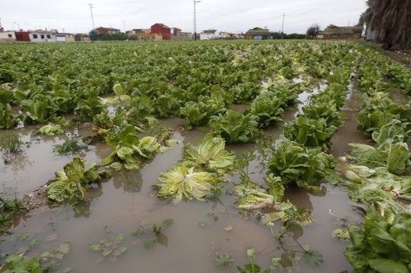 Los extensos daños por lluvias encarecen las hortalizas