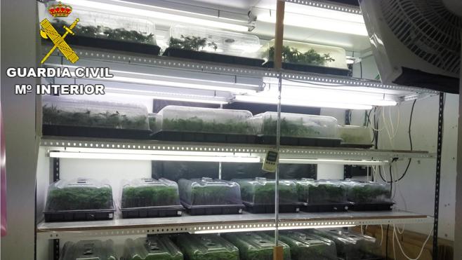 La Guardia Civil desarticula en la Marina Alta varias plantaciones indoor de marihuana y se incauta de más de 6.000 plantas