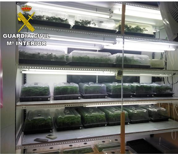 La Guardia Civil desarticula en la Marina Alta varias plantaciones indoor de marihuana y se incauta de más de 6.000 plantas