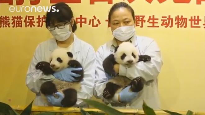 Primera aparición pública de dos bebés de oso panda gigante en China