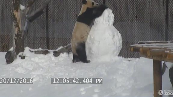 Pasos para desmontar un muñeco de nieve, por un oso panda