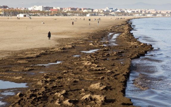 Cañas y algas se pudren en la costa valenciana 15 días después del temporal