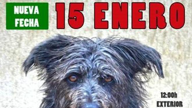 El desfile solidario de perros abandonados se celebrará el 15 de enero