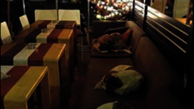 Esta cafetería abre sus puertas a los perros callejeros cada noche de invierno